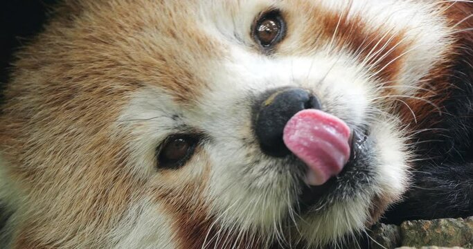 Portrait of Red panda, (Ailurus fulgens), Parc animalier des Pyrenees, Argeles Gazost, France