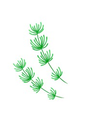 Obraz premium 水草