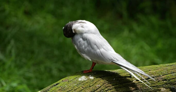 Common tern, (terna hirundo, France