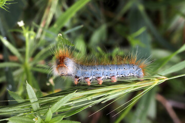 close-up of caterpillar on leaf
