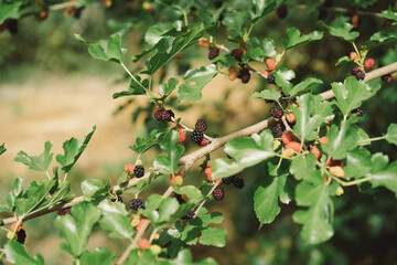 Mulberry fruit and tree. Black ripe and red unripe mulberries tree on the branch. Fresh and Healthy mulberry fruit.
