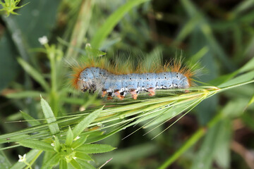 close-up of caterpillar on leaf