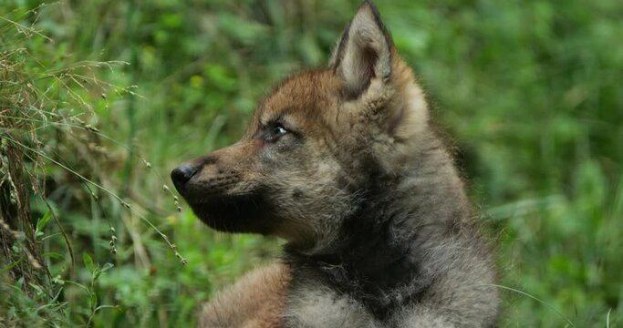 Eurasian wolf cub, , (Canis lupus lupus), also known as the common wolf;