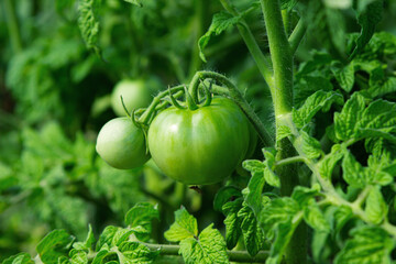 Green tomatoes on the branches of a plant