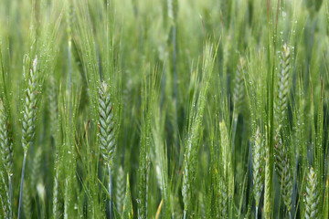 ears of wheat in rain drops closeup