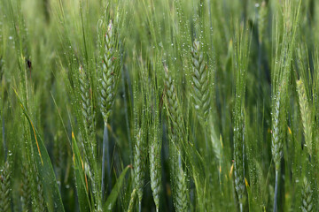 ears of wheat in rain drops closeup