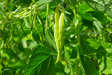 Green beans on the branches of a plant