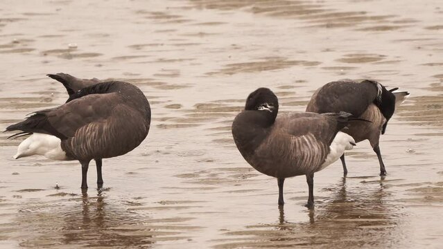 Brant or brent geese (Branta bernicla) cleaning their feathers in the rain