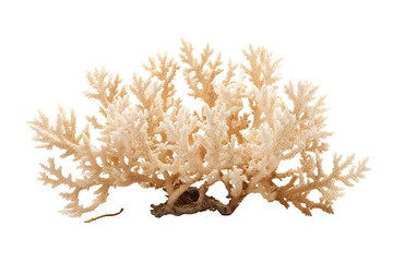 Finger coral on transparent background (PNG)., generative artificial intelligence
