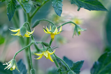 Flowers of tomato on the seedling.