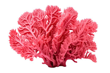 Goniastrea coral on transparent background (PNG)., generative artificial intelligence
