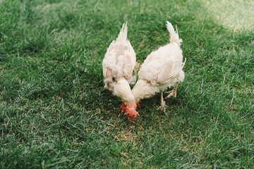Sick chickens bald birds without feathers walk on a free range. Chickens without feathers