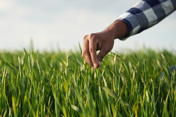 Close up view. Man's hand touching the grass on the agricultural field