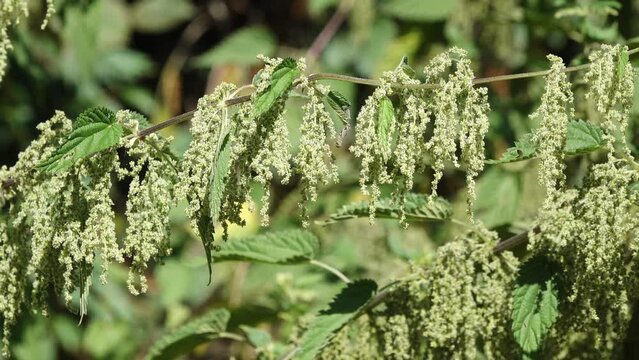 garden overgrown with stinging nettles 