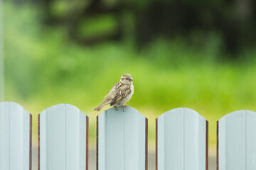 A beautiful sparrow sits on a hedge