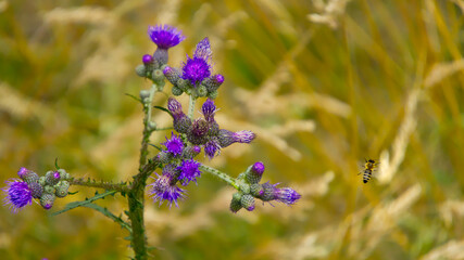 European Marsh Thistle - (Cirsium palustre) - in a swampy clearing in the forest. Visible bees collecting pollen from this plant.