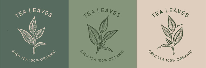 Fototapeta na wymiar Green tea leaves. Hand drawn, vector. 