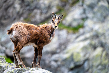 The Tatra Chamois, Rupicapra rupicapra tatrica. A chamois in its natural habitat during the transition from winter to summer fur. The Tatra Mountains, Slovakia.