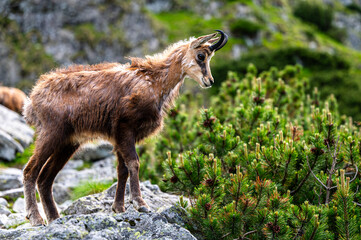 The Tatra Chamois, Rupicapra rupicapra tatrica. A chamois in its natural habitat during the transition from winter to summer fur. The Tatra Mountains, Slovakia.