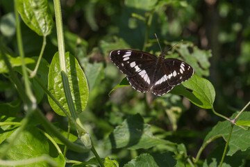 Kleiner Eisvogel (Limenitis camilla)