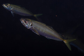 A close up view of a scad fish