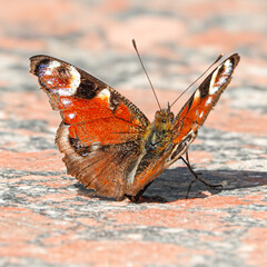 butterfly on the ground