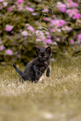 Little beautiful black kitten in nature