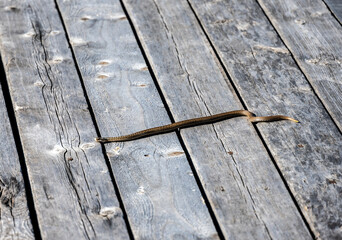 a gray snake crawls on a wooden deck on a sunny day