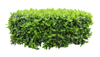 Obraz premium Tropical plant fence bush tree isolated on white background with clipping path.