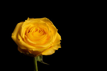 yellow rose isolated on black