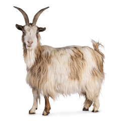 Sweet light brown Dutch landrace goat, standing side ways. Head turned and looking to camera. Isolated on a white background.