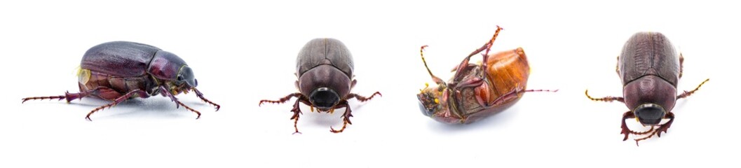 Brown June beetle bug insect - Diplotaxis punctatorugosa - a scarab found in Florida, isolated on...