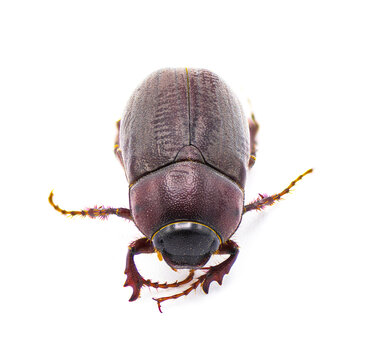 Brown June beetle bug insect - Diplotaxis punctatorugosa - a scarab found in Florida, isolated on white background side profile view