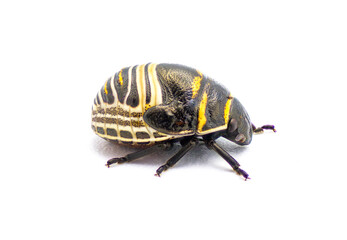 Jewel bug - orange yellow  and black shield back or backed beetle - Orsilochides guttata - young nymph stage isolated on white background side profile view
