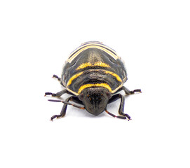 Jewel bug - orange yellow  and black shield back or backed beetle - Orsilochides guttata - young...