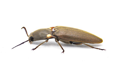 Deilelater atlanticus - a small uncommon rare glowing bioluminescent click beetle with two large yellow pronotum spots the glow a green color. Isolated on white background side profile view. Florida