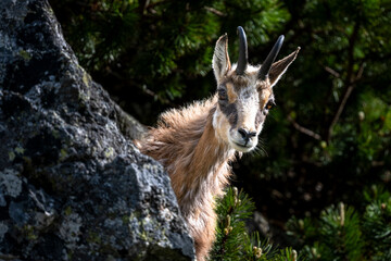 The Tatra Chamois, Rupicapra rupicapra tatrica. A chamois in its natural habitat during the transition from winter to summer fur. The Tatra Mountains, Slovakia.
