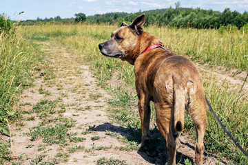 Staffordshire Terrier walking across the field closeup