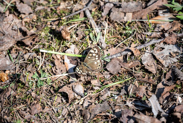 brown butterfly on the grass close up