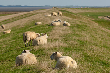 Eine Schafherde auf einer Deichkrone auf der Nordseeinsel Föhr