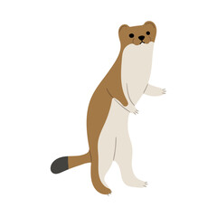 Stoats,Ermine Single 32 on a white background, vector illustration. 