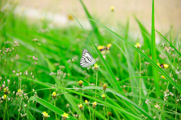 butterfly on grass