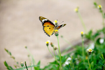 butterfly on the grass