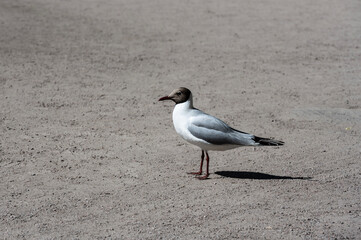 black-headed gull on the stones near the lake on a sunny day