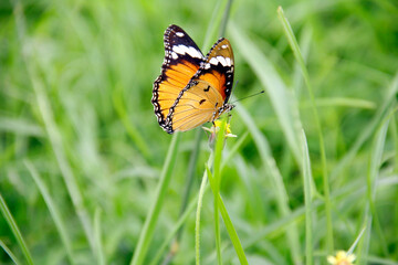 butterfly on the grass