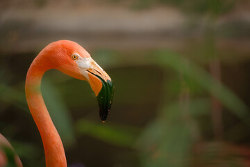 American flamingo (Phoenicopterus ruber) staring at viewer in sun drenched close up view