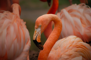American flamingo (Phoenicopterus ruber) staring at viewer in sun drenched close up view