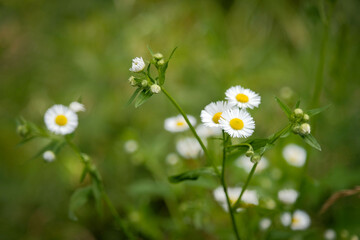 Delicate wildflowers in green field with limited focus
