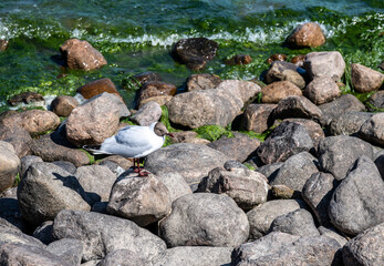 black-headed gull on the stones near the lake on a sunny day