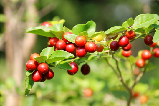 Ripe red color fruits of  Chinese lime or Lime berry on branch and leaves in nature environment. Another name is Sweet lime or Myrtle lime.